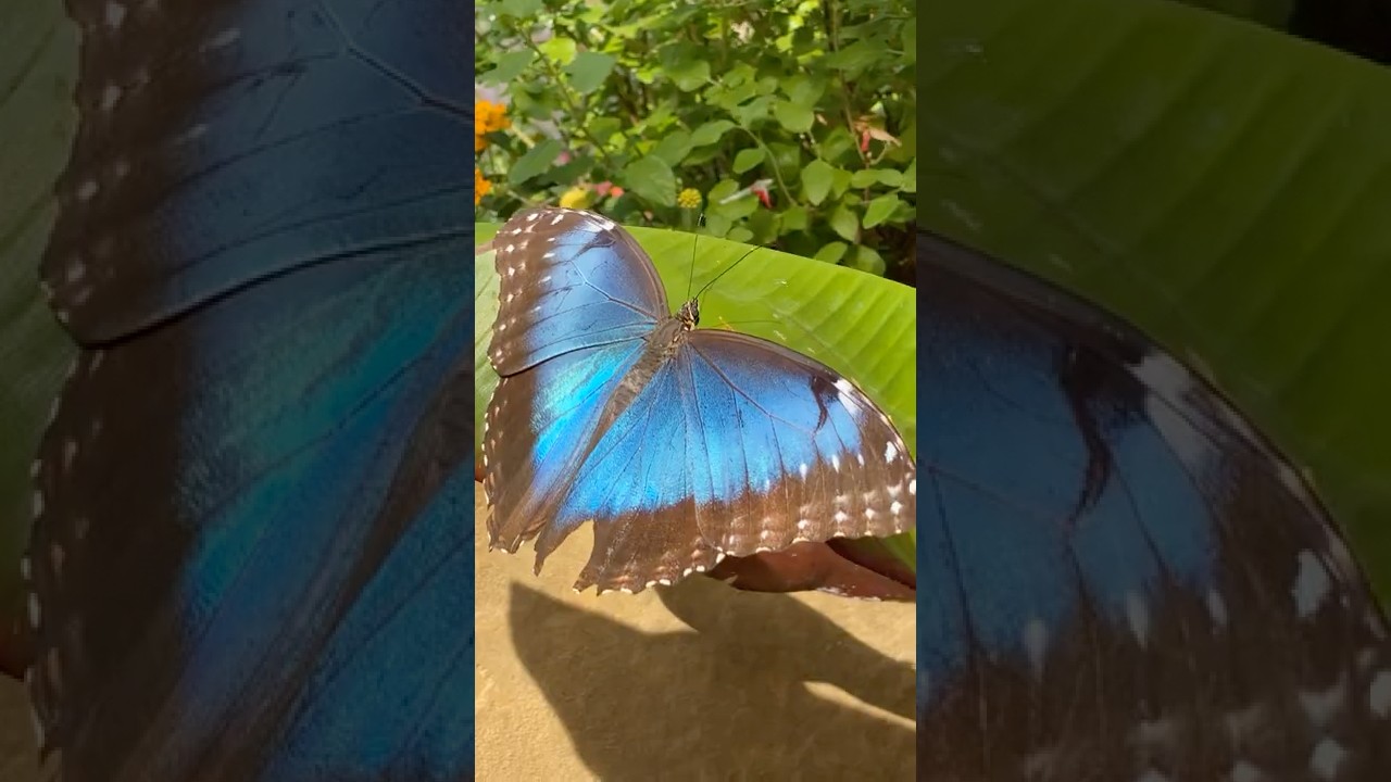 Beautiful Blue Morpho butterfly