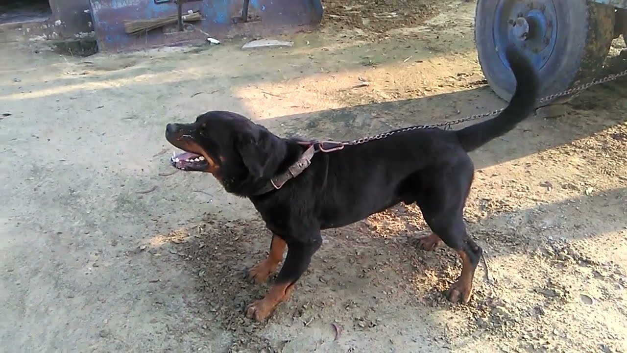 Aggressive Rottweiler dog#viral #dogs #aggressiv #pets