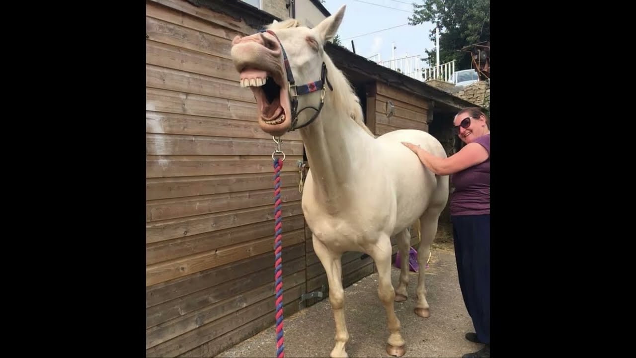 THH Week 1 - Equine massage and stretching fundamentals