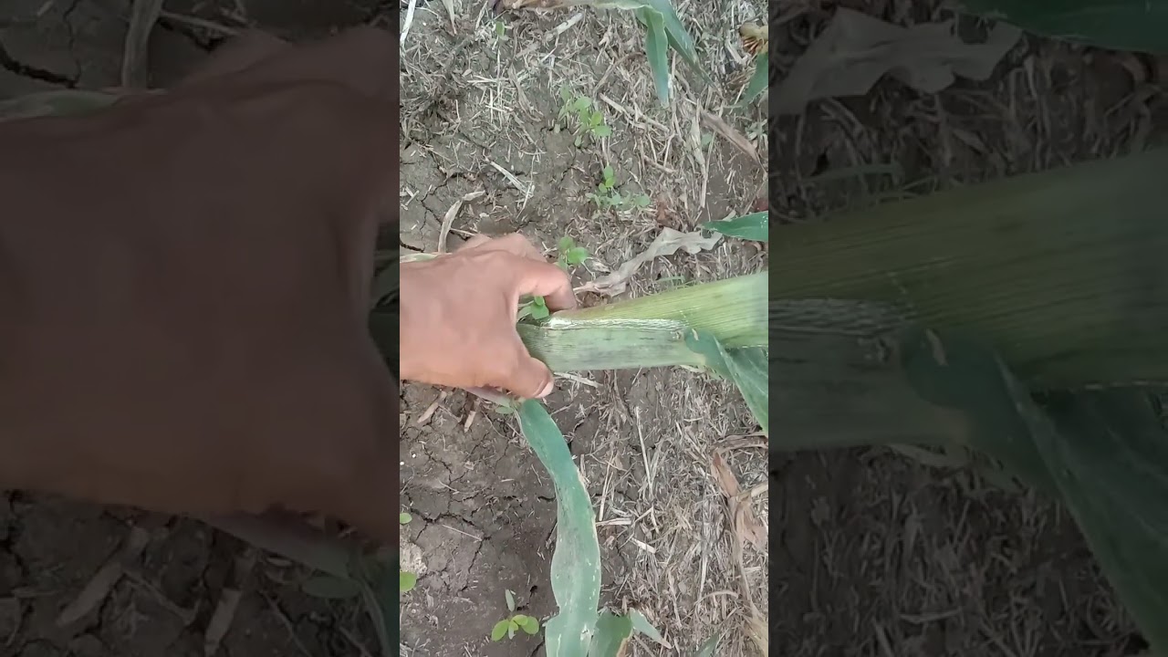 PAANO MALALAMAN KUNG MAGANDA BA ANG TANIM MUNG MAIS/MAIZE/CORN FARMING 🌽🌽🌽🌽🧺🧺. TIPS FOR GOOD CORN.