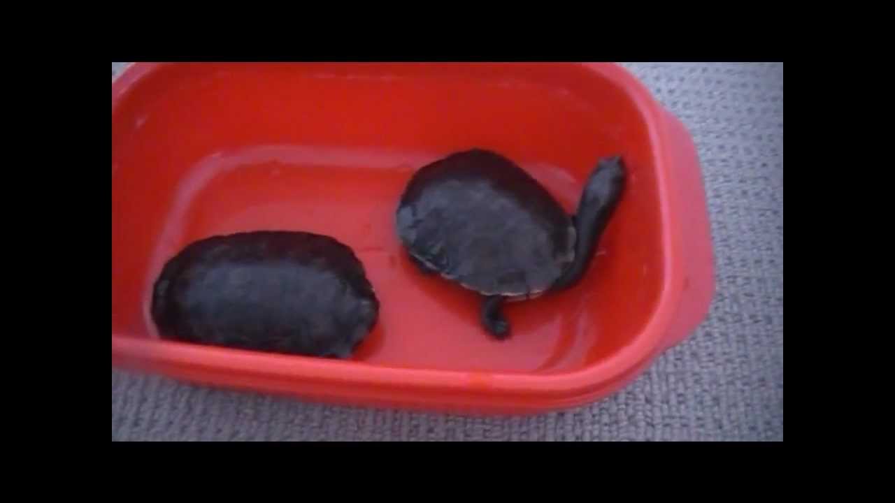 eastern long neck turtle care