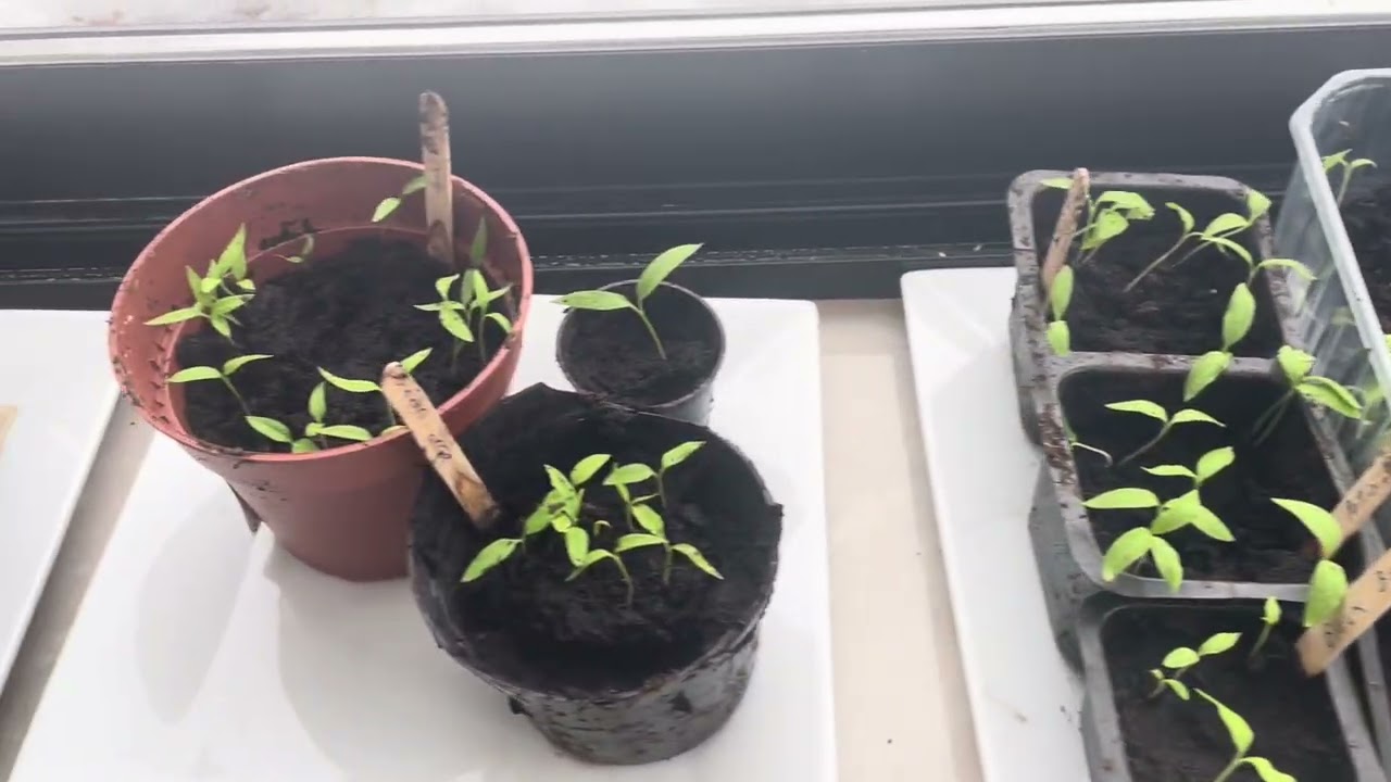 وسط البرد والثلج… شوربة قرع من الحديقة وزراعة الفلفل ❄️🥣🌱