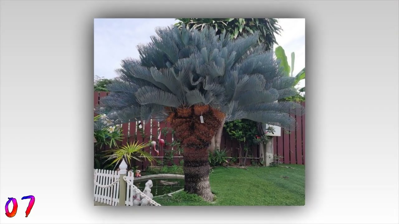 #palm trees 09 | #palmtrees