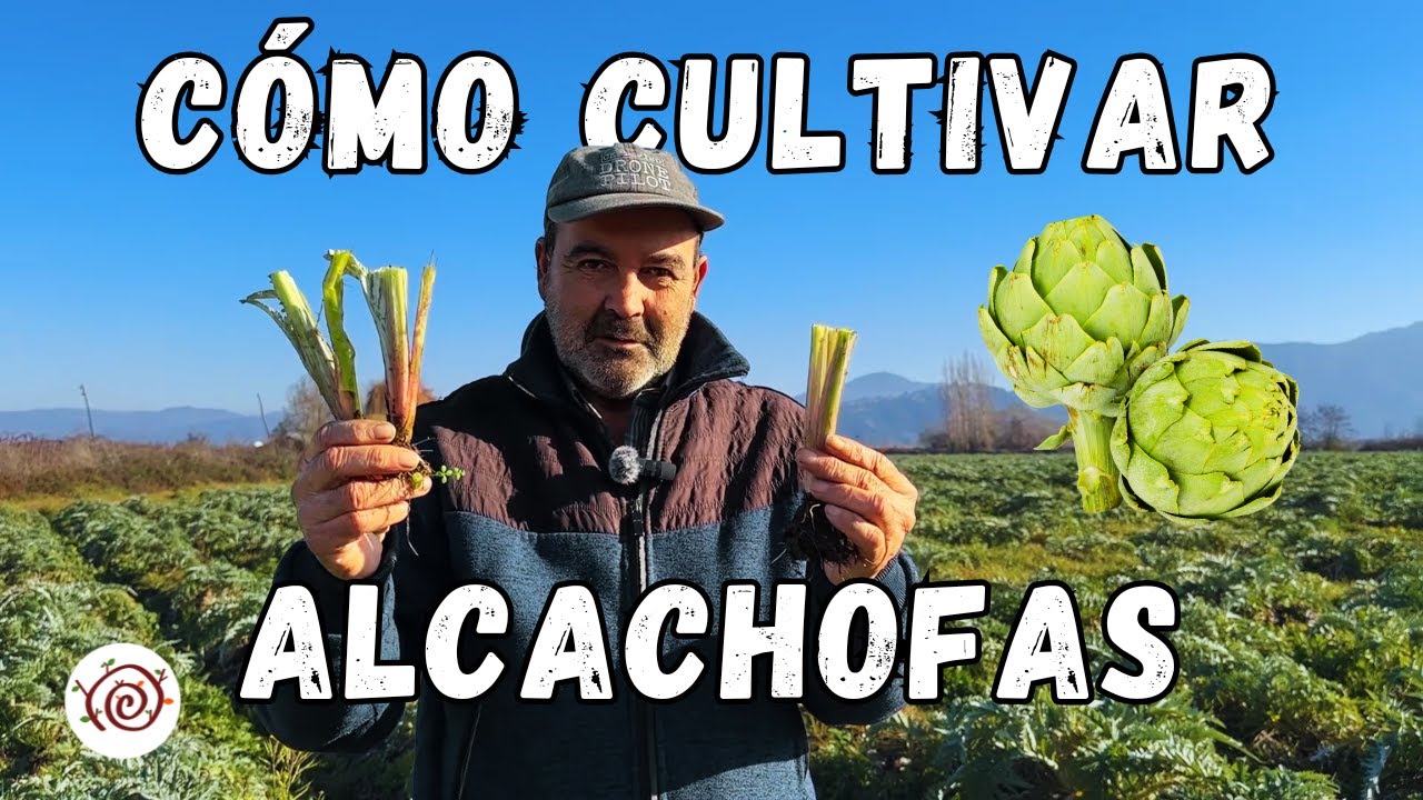 CÓMO CULTIVAR ALCACHOFA || CULTIVA ABUNDANCIA PARA TODA LA VIDA