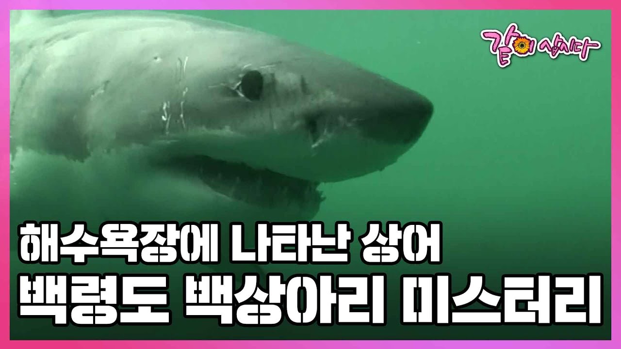 4미터의 백상아리는 왜 을왕리 해수욕장, 백령도 해안에 나타난 것일까 I KBS 2010. 9. 19 kbs스페셜 방송