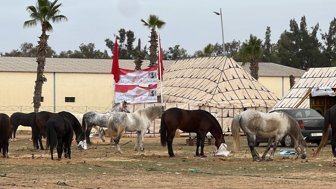 الانطلاق الرسمي لعروض التبوريدة بمدينة تيفلت مساء اليوم الجمعة احتفالا بالذكرى 49 للمسيرة الخضراء