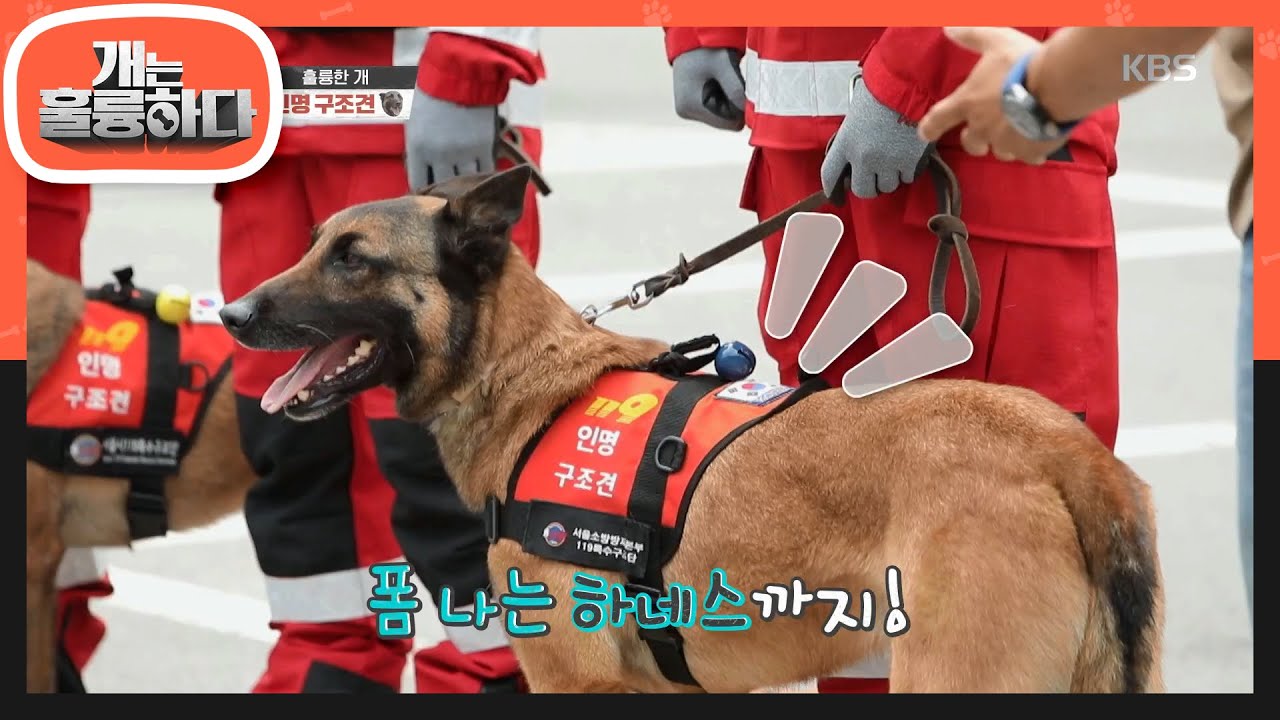 ☆멋짐 뿜뿜☆ 생명을 지켜주는 인명 구조견들! [개는 훌륭하다/Dogs Are Incredible] 20200720