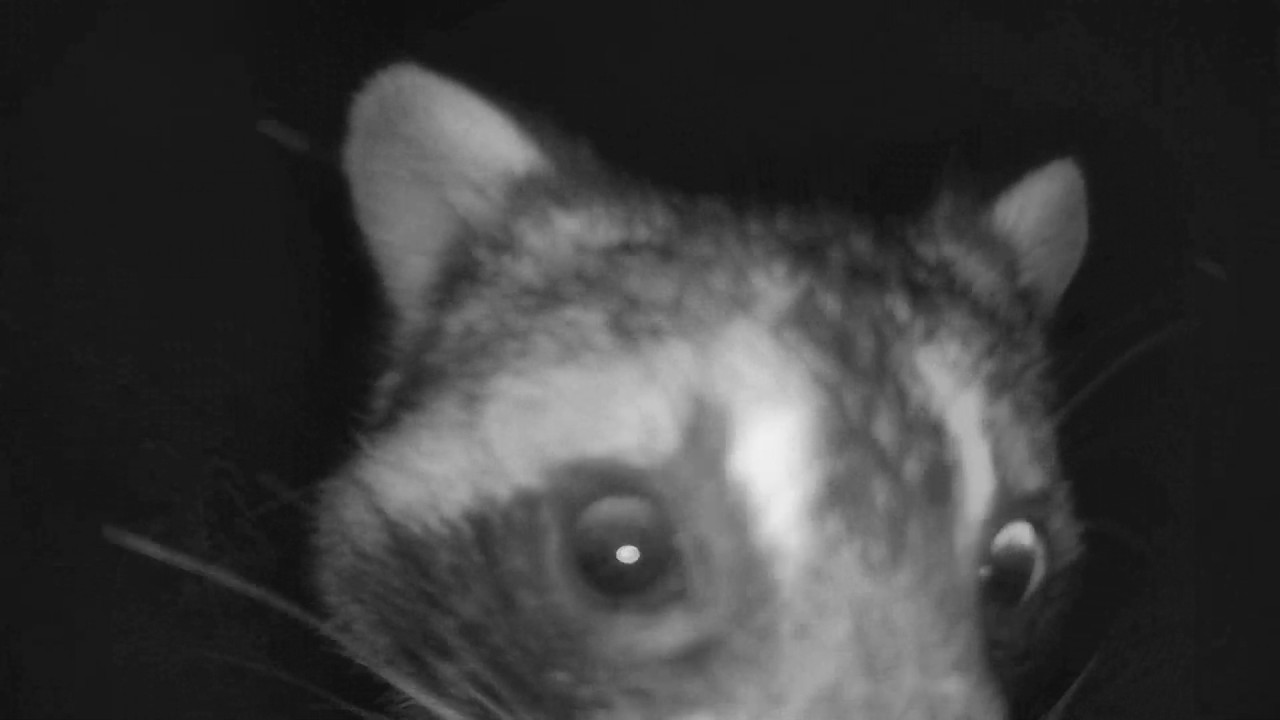 Mr. Raccoon on a Late night date