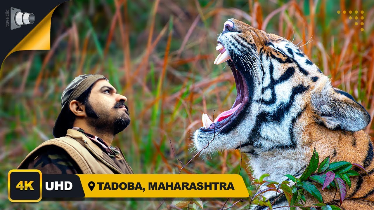 Day 4 - Best Tiger Sighting, Nimdhela Gate, Tadoba, Bhanuskhindi & cubs, 4K, नीमढेला, रामदेगी बफर