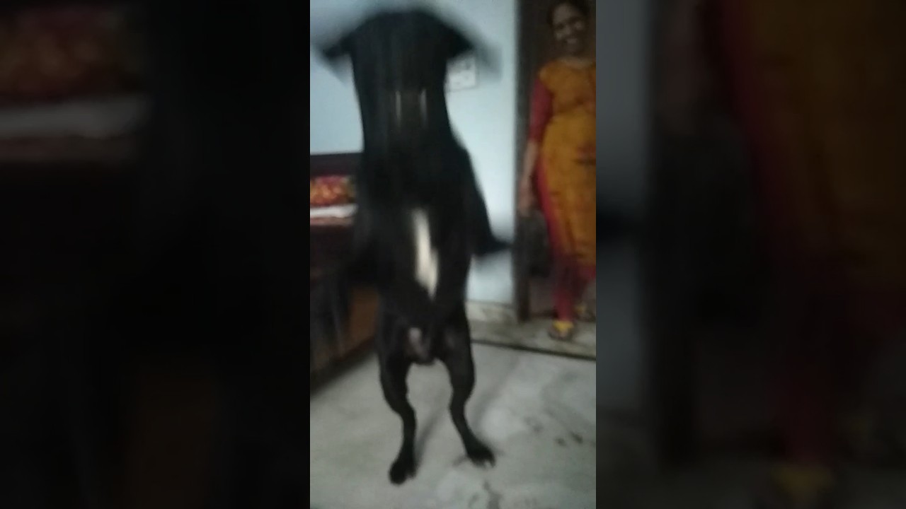 Maxx ❤️ #dog #viral #shorts #maxx #play #game #labrador