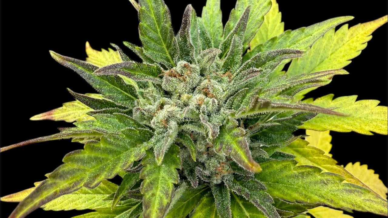 How to bud wash? Why to do a cannabis bud wash? Outdoor Homegrown  POV Tutorial