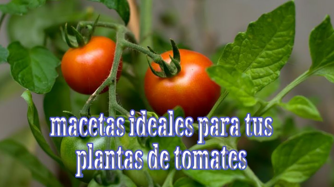 MACETA IDEAL PARA PLANTAS DE TOMATES