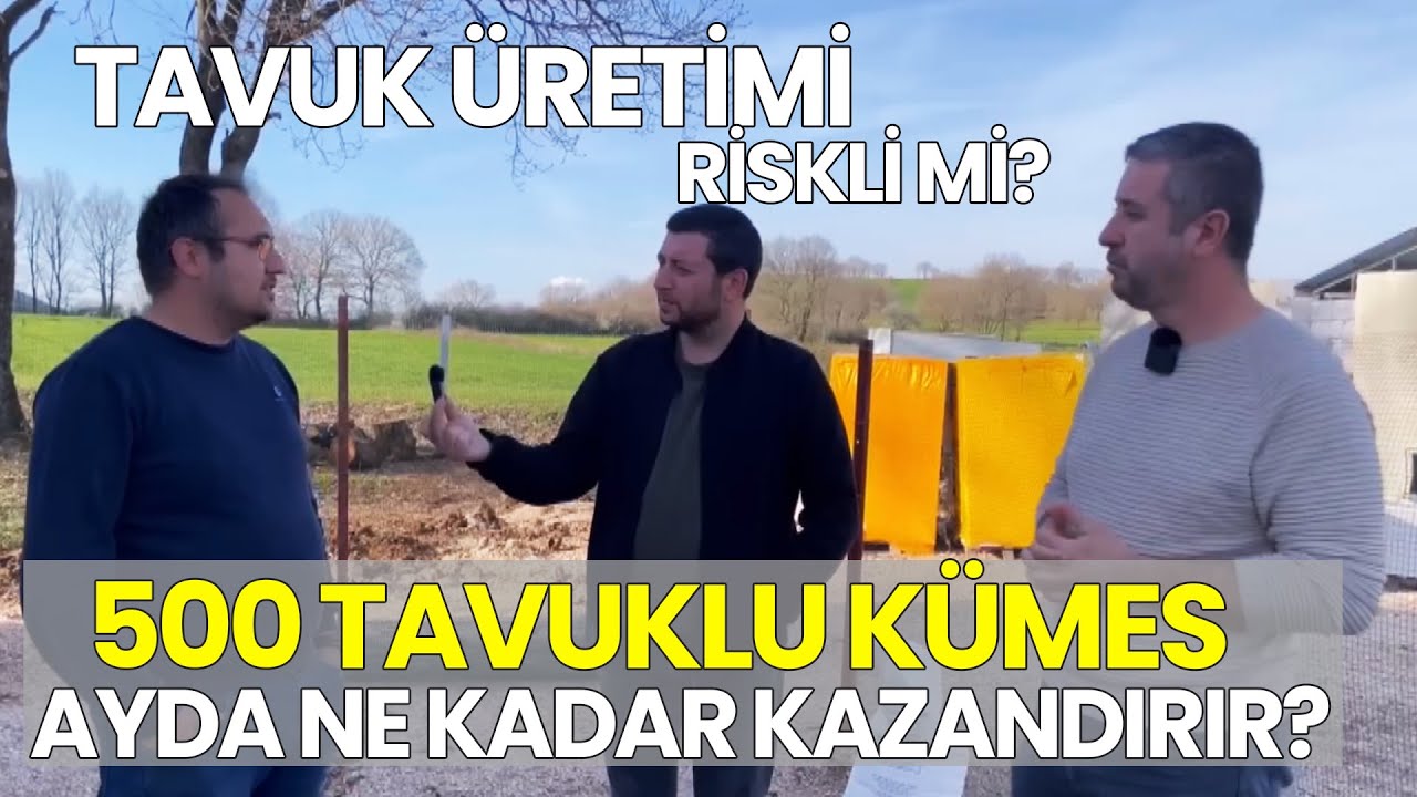 500 Tavuk Ayda Ne Kadar Kazandırır? / Tavuk Üretimi Riskli Mi?