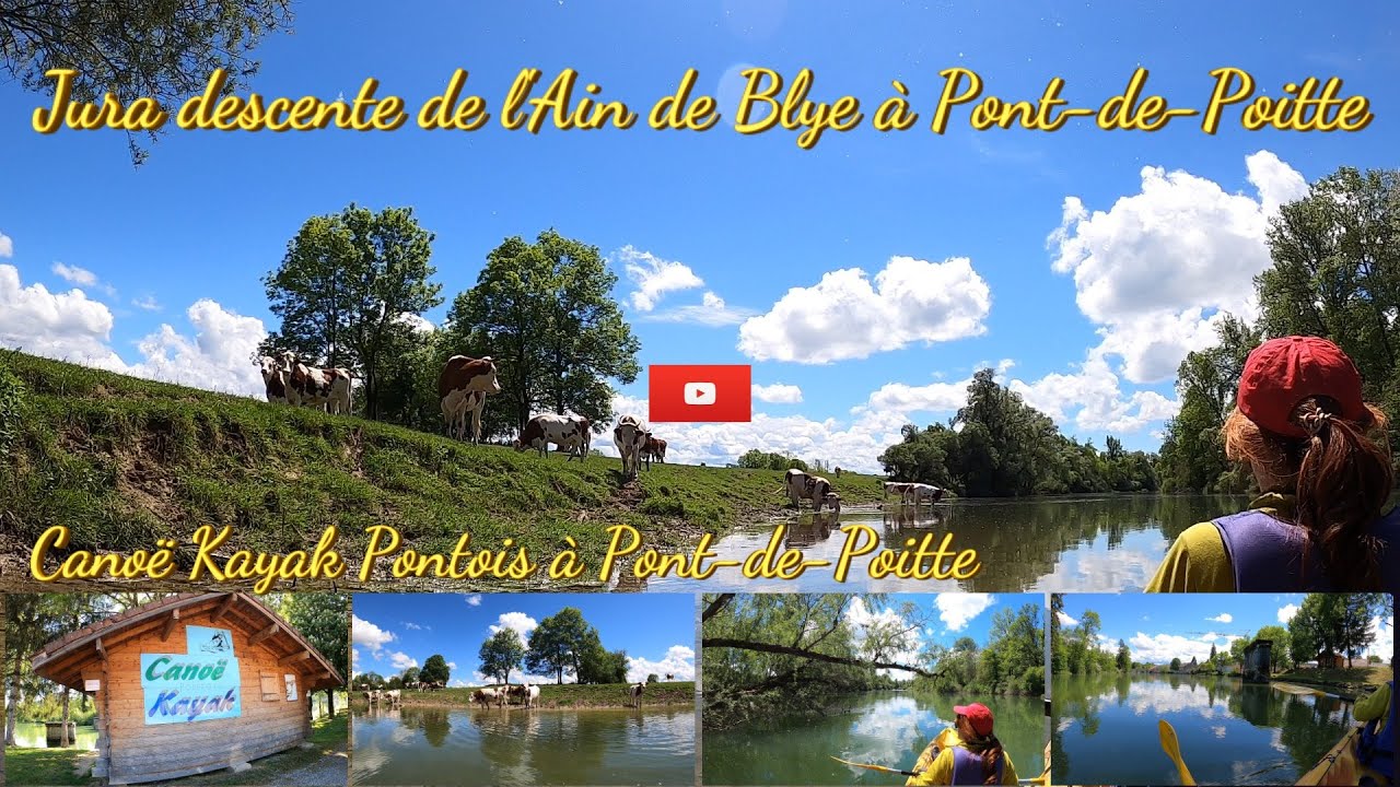 Descente de l'Ain de Blye à Pont-de-Poitte en Canoë Kayak Pontois, une curiosité pour les vaches.