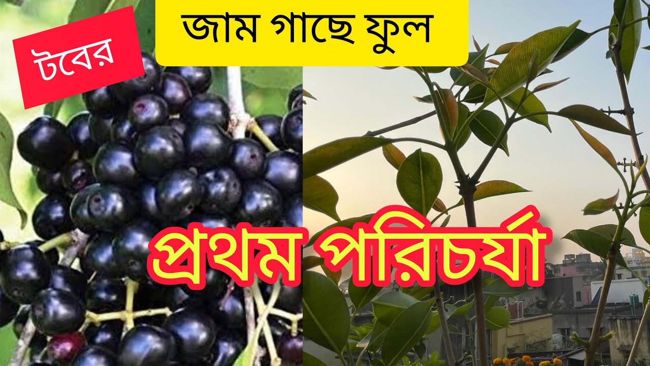 কালোজামের ফুলের কুড়ি এসেছে । এই অবস্থায় কি পরিচর্যা করছি দেখুন। #agriculturevlog#roofGarden#Garden#