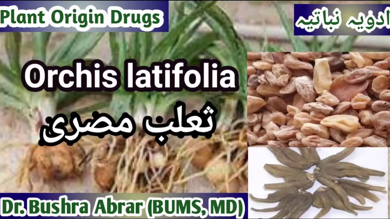 Salab Misri / ثعلب مصری / Orchis latifolia, Plant Origin Drugs