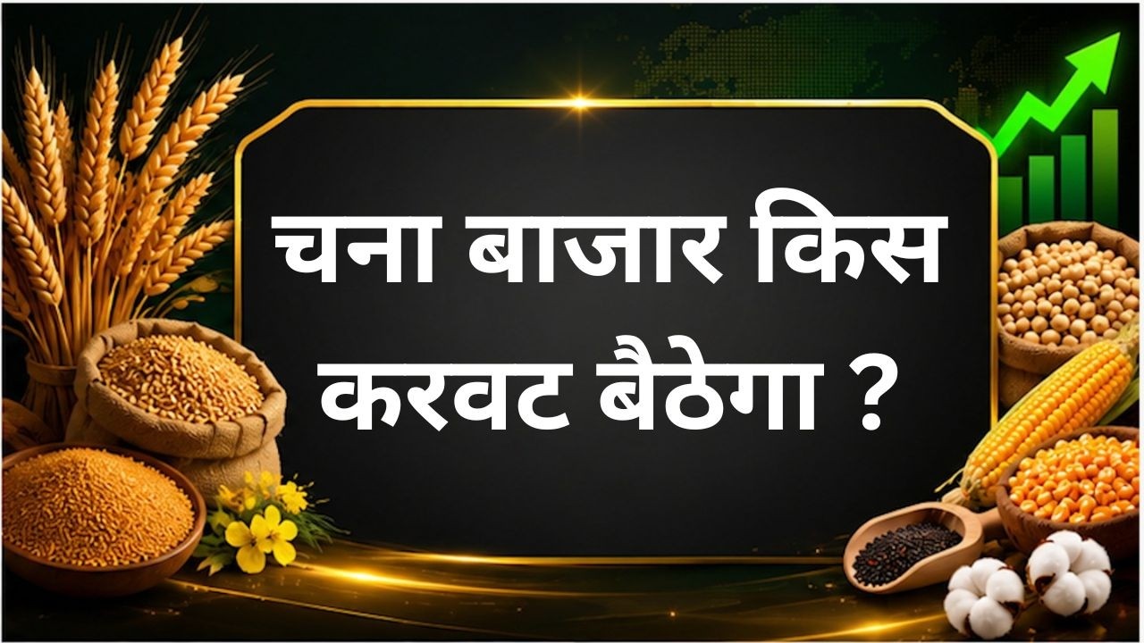 चना बाजार किस करवट बैठेगा? #chana #pulses #tuar #masur #moong #production #consumption