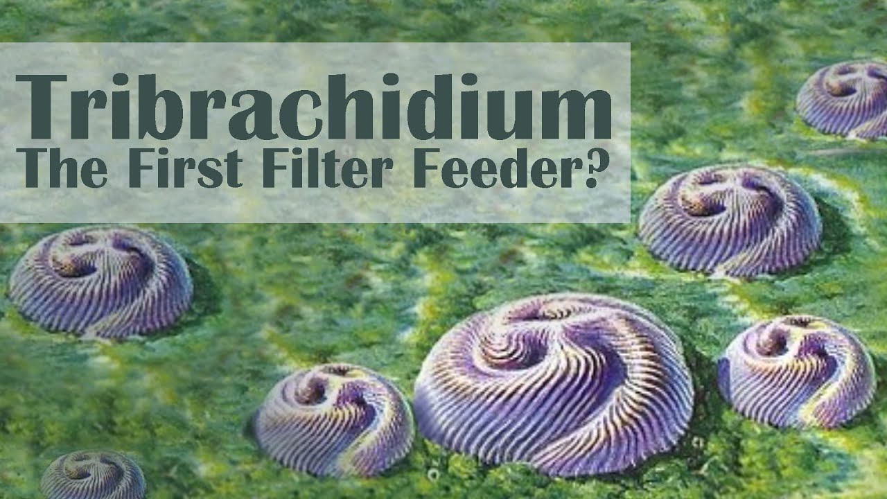 What the Hell is Tribrachidium?!