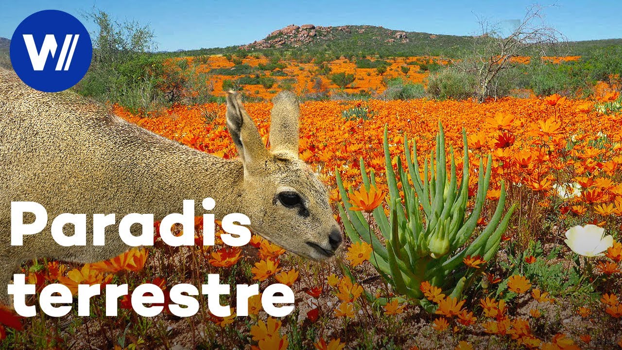La flore et la faune exceptionnelles d'Afrique du Sud : Du d&eacute;sert Kalahari aux rocheuses du Karoo