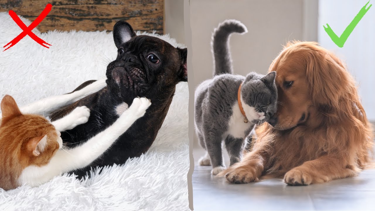 Jak pogodzić psa i kota w jednym domu - Czy pies może mieszkać z kotem - Kot i pies w jednym domu 😺🐶