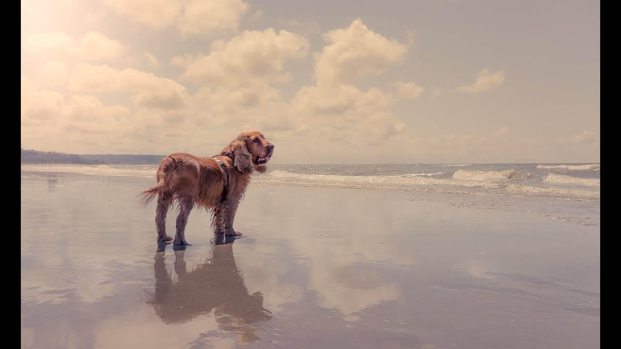 How to Retouch Daylight Photos and Make them Pop in Lightroom - PLP #143