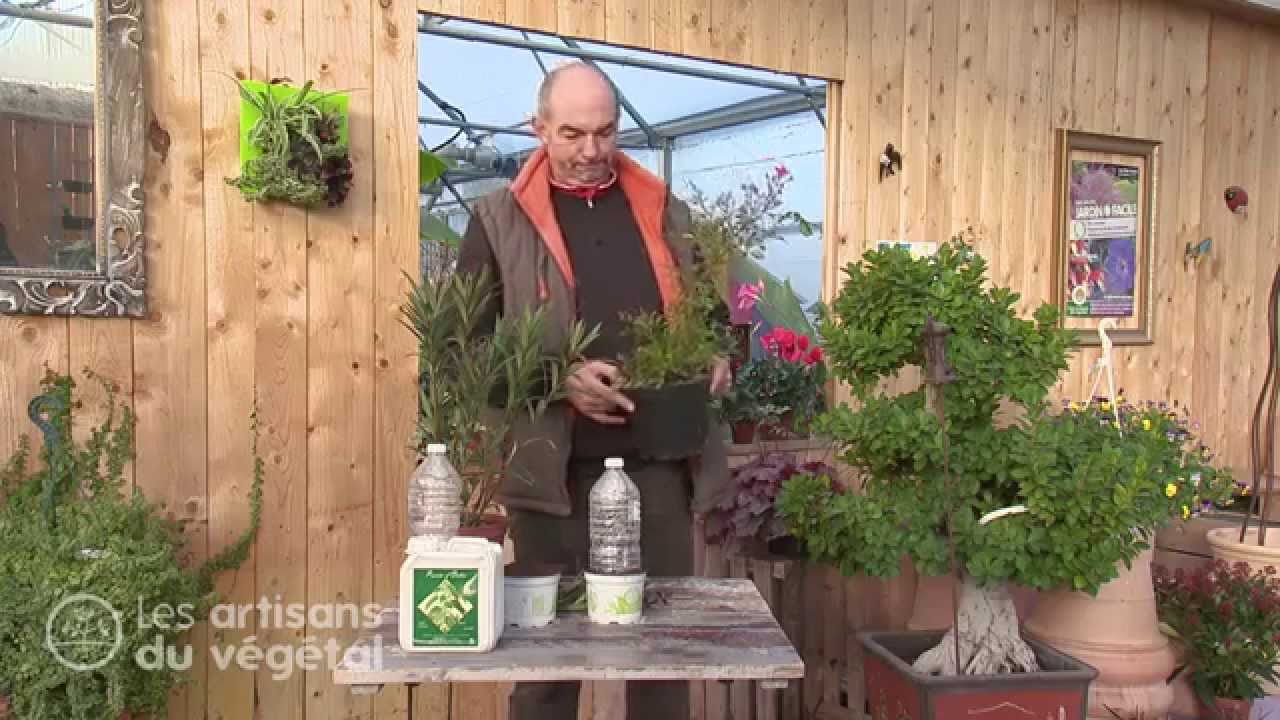 Comment bouturer laurier rose, rosier, arbuste dans une bouteille ?