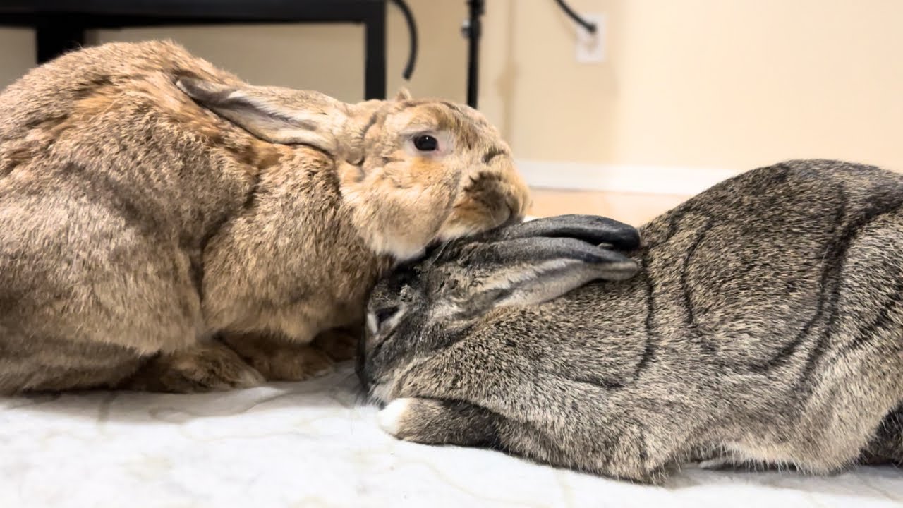 Adorable Reason Bunnies Share a TINY Hideout!🐰❤️