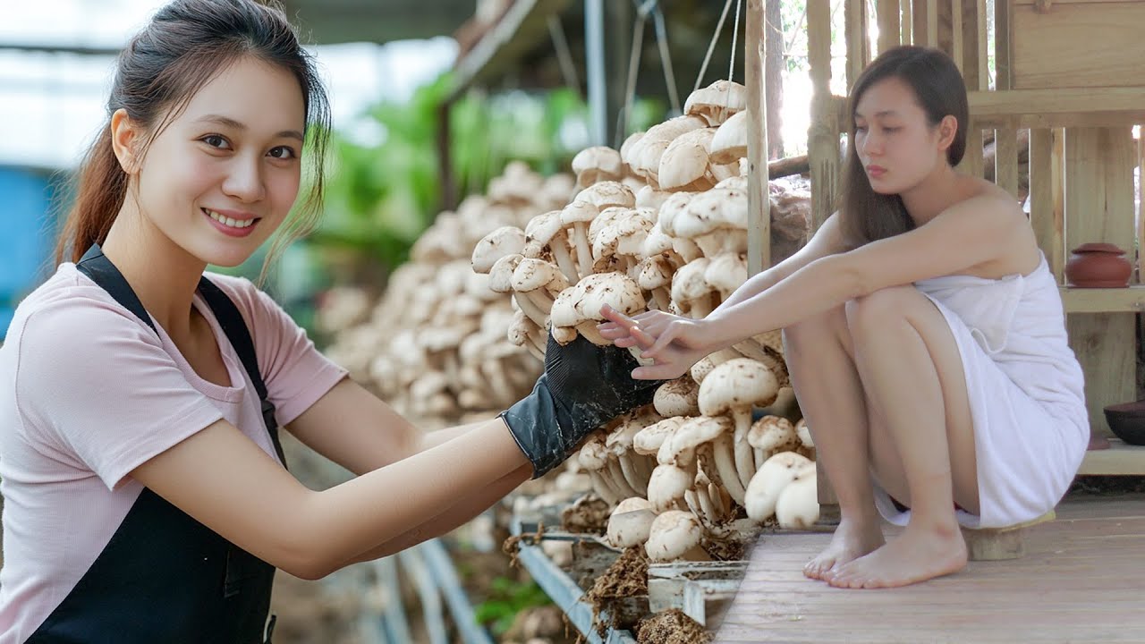 Green Life: Farm Renovation! - Harvesting Fresh Mushrooms to Sell at the Market!