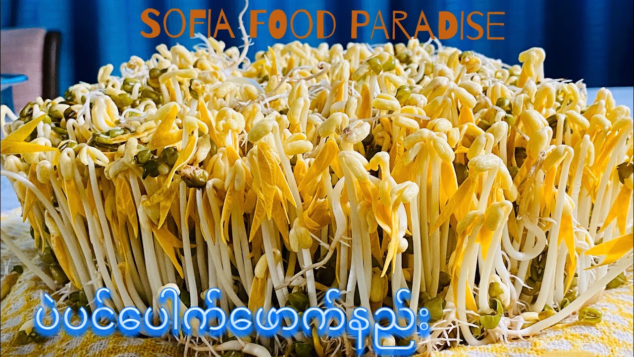 ပဲပင်ပေါက်ဖောက်နည်း                                          How to Grow Mung Bean Sprouts