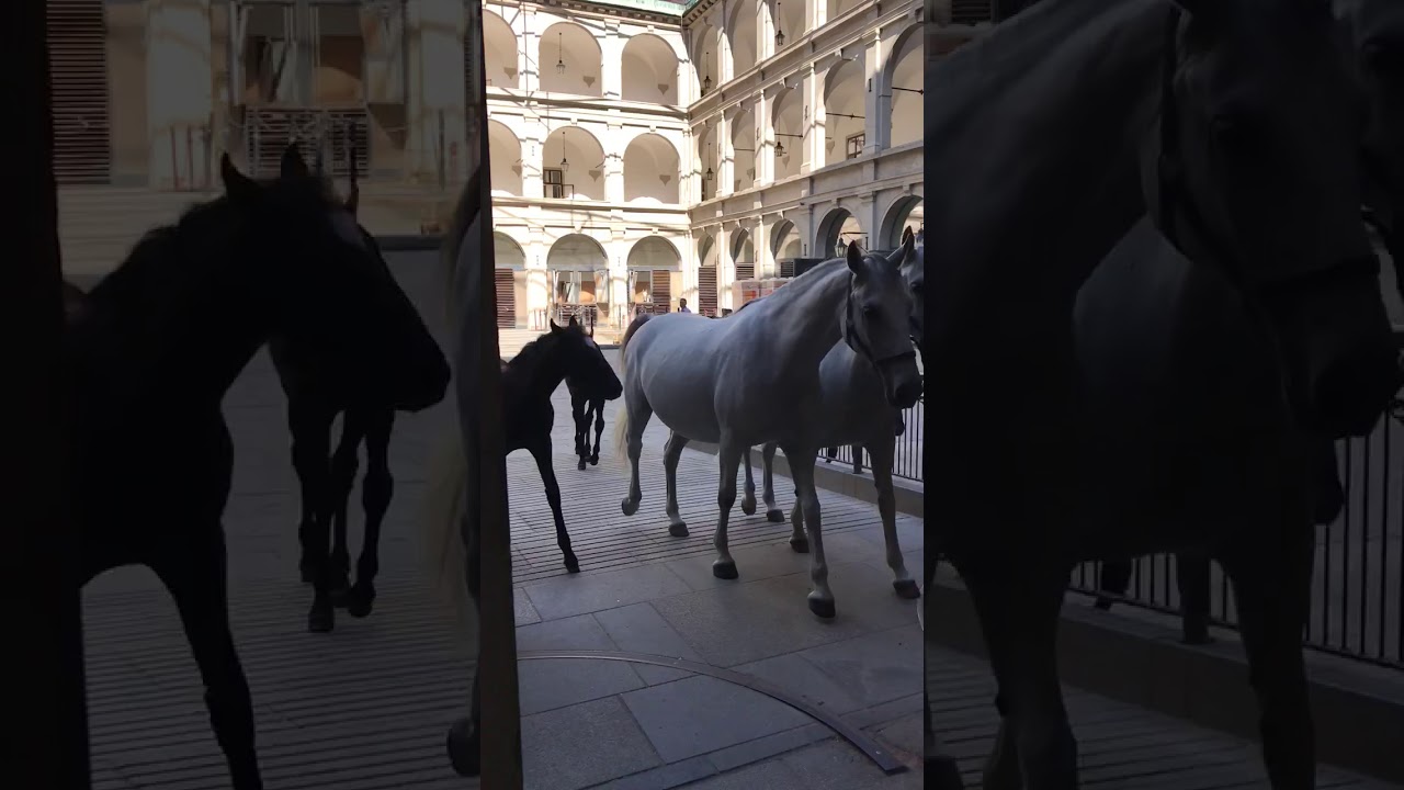 The Lipizzaner Horses.  Kootenai in Vienna