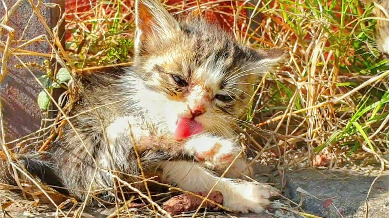 Trying to Save Hungry Baby Kittens Who Were Crying Alone, Now Surrounded by Love 🐱💖🐾