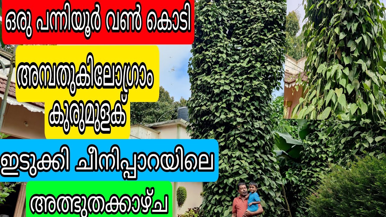 50kg Pepper from One Plant#antony muniyara Vlogs