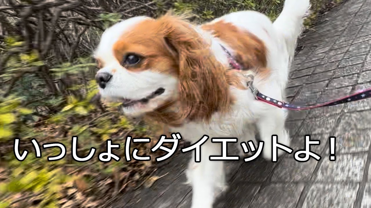 なんか太った？と言われるアップルちゃんと走りにいきました