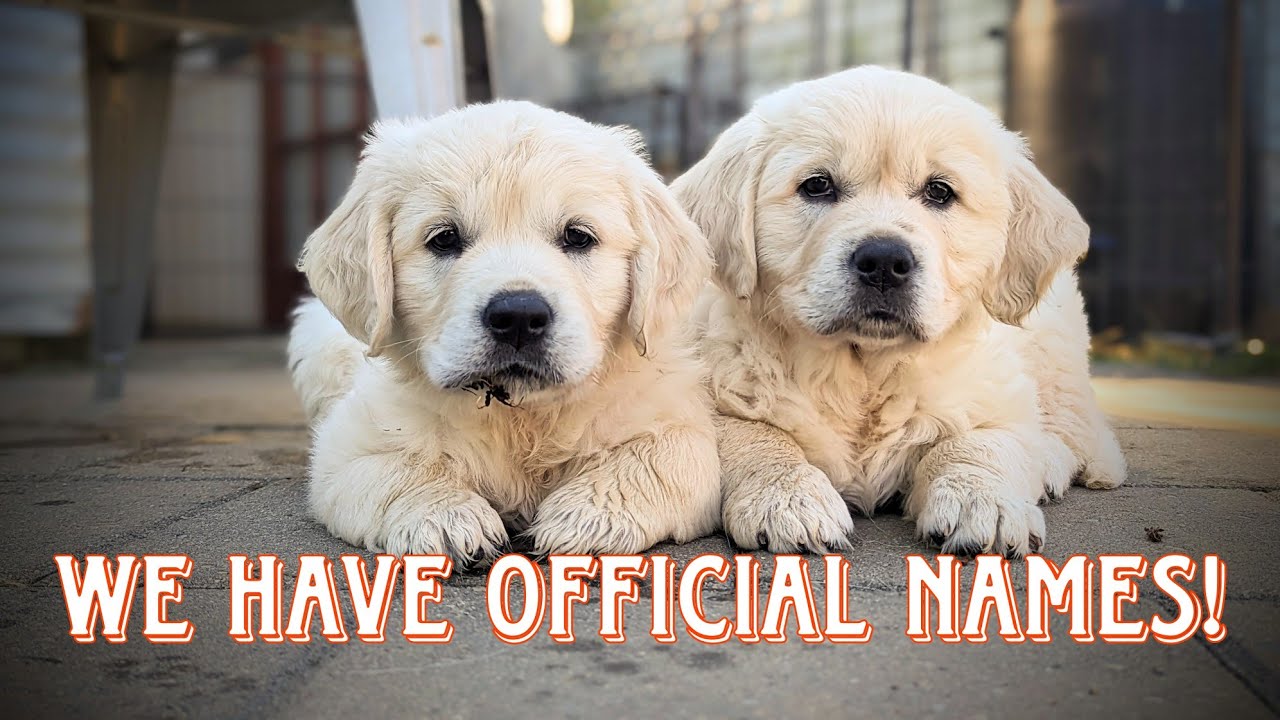 Golden retriever puppies got names! (C&C litter)