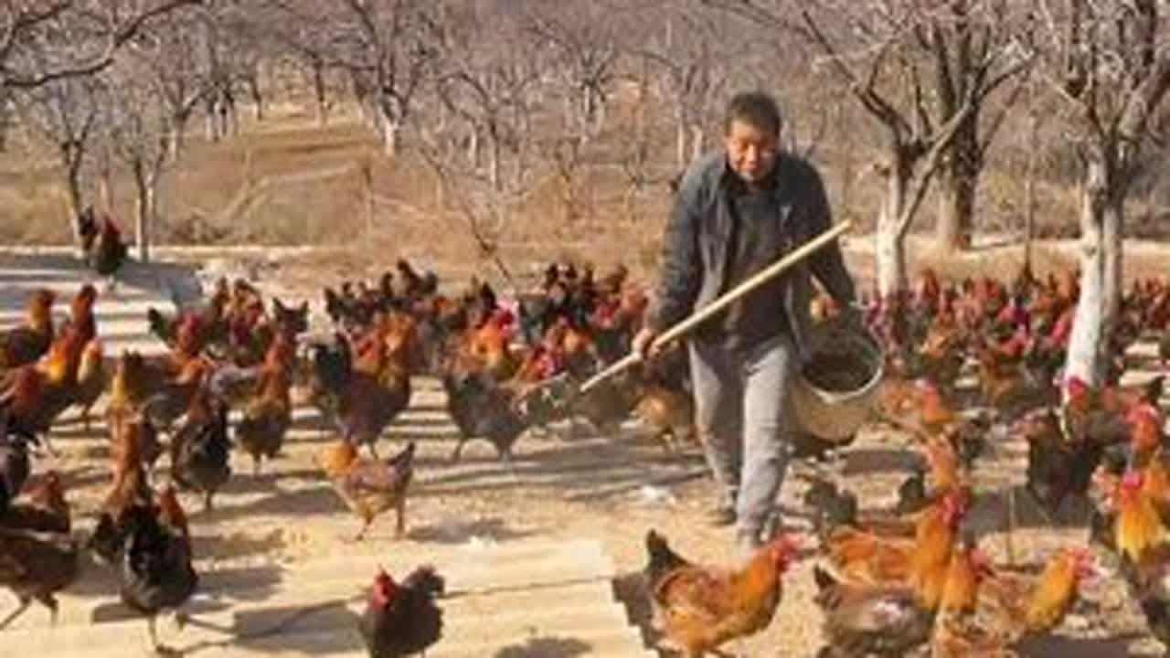 大春家给鸡改善伙食，拉的满满一车胡萝卜叶子，中午回家吃了扯面