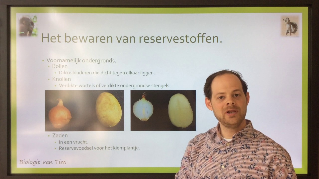 Biologie van Tim - Planten: omzetten en opslaan van glucose