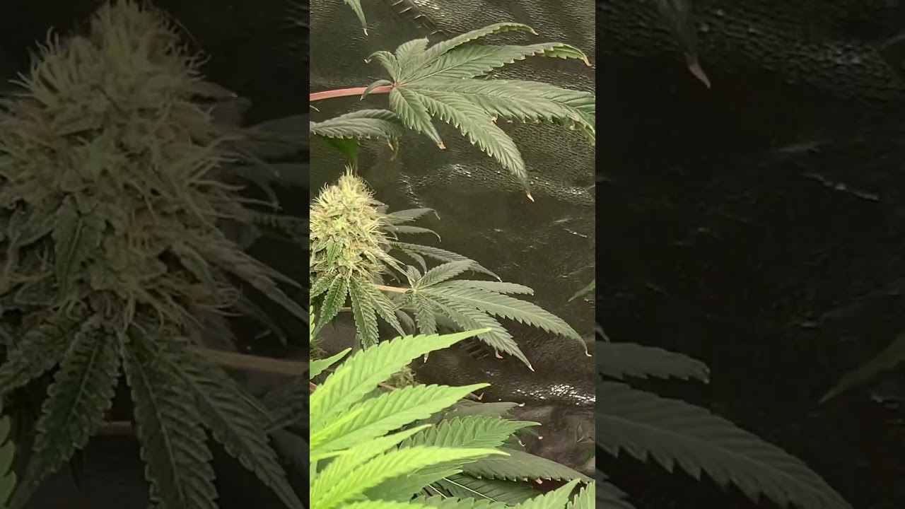 Pineapple Kush and Sour Diesel flowering stage 🌱🪴🍃⛽️💨😤