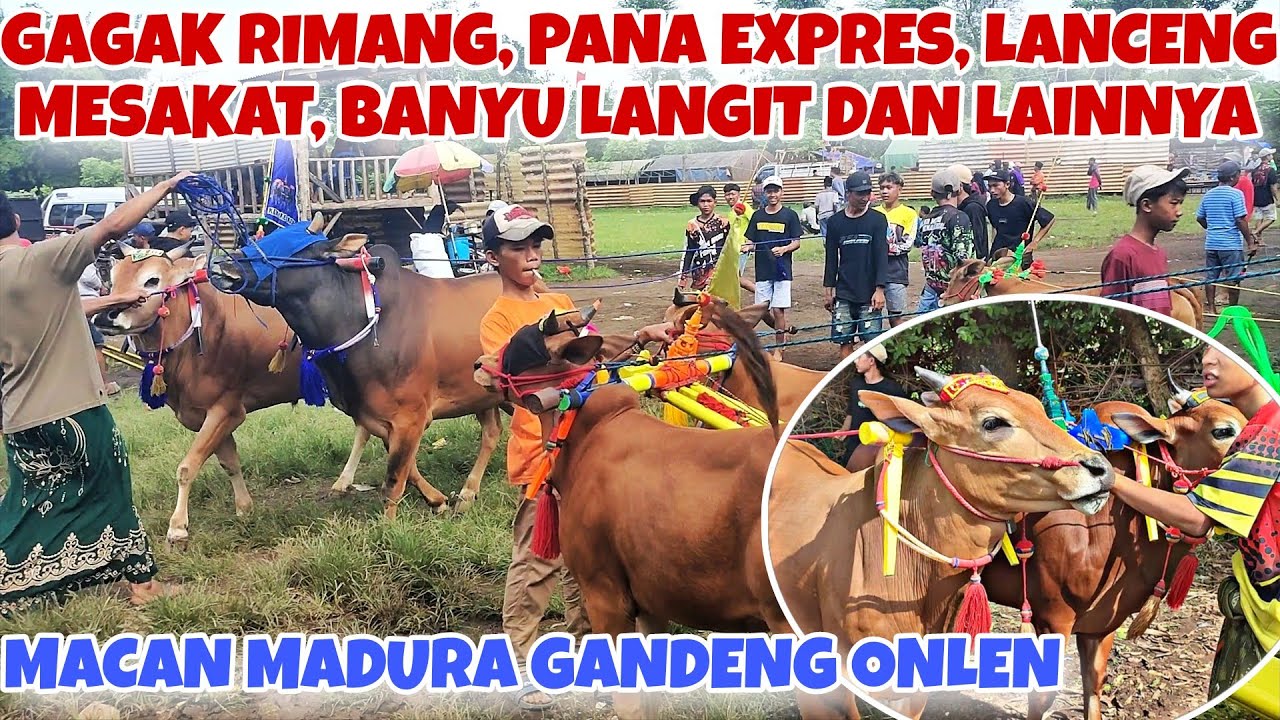 FULL SAPI SAPI BESAR DAN TIM PAPAN ATAS DI PERANG BINTANG HARI INI || HUT PERDANA MENTERI 2026