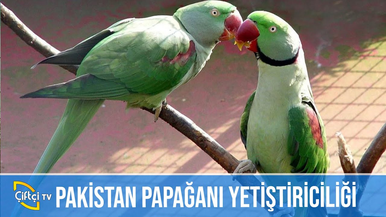 Pakistan Papağan Yetiştiriciliği - SÜSLÜ