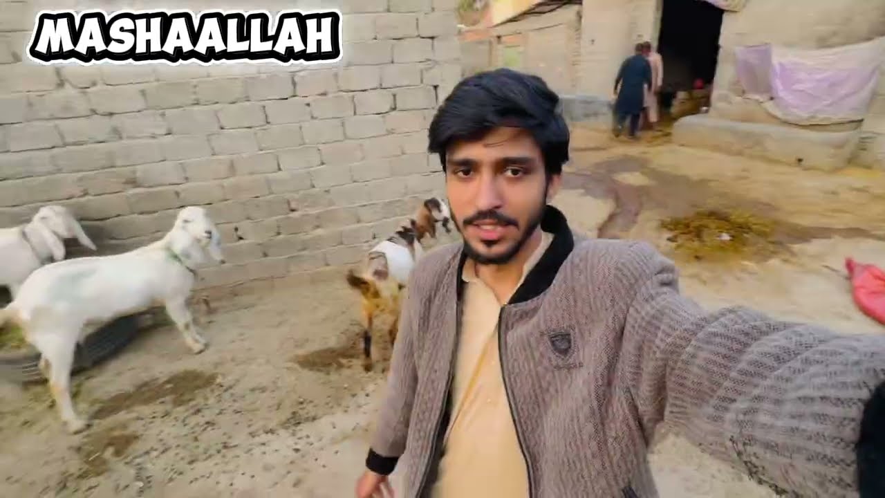 Aj ka din uzair khan ke بکریا ke sat 😂 2026