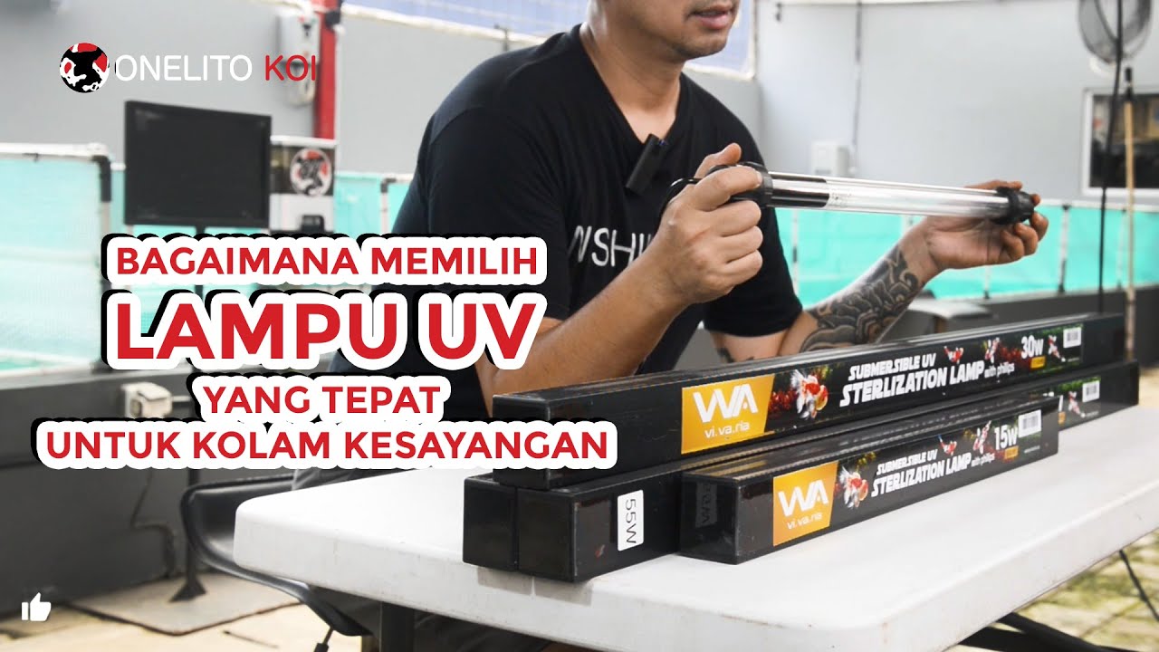 BAGAIMANA MEMILIH LAMPU UV YANG TEPAT untuk kolam kesayangan