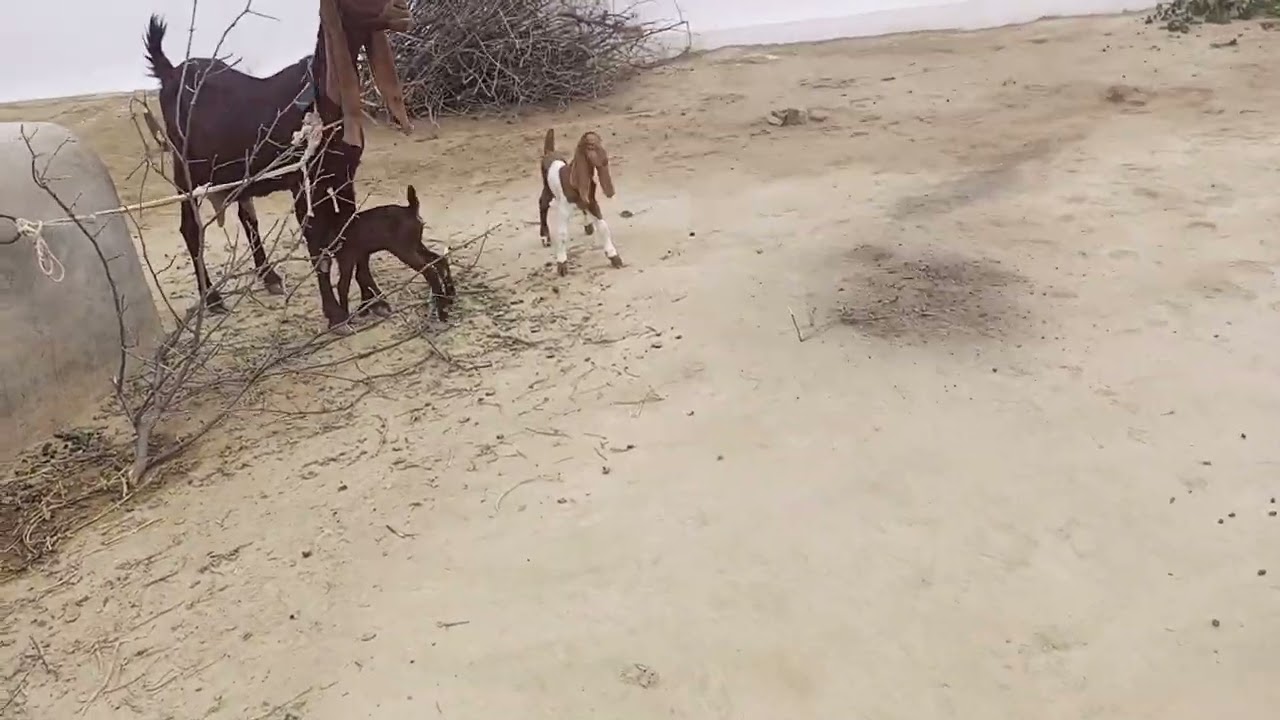 kamori goat sahiwal goat    patari goat milking goat goat for sale