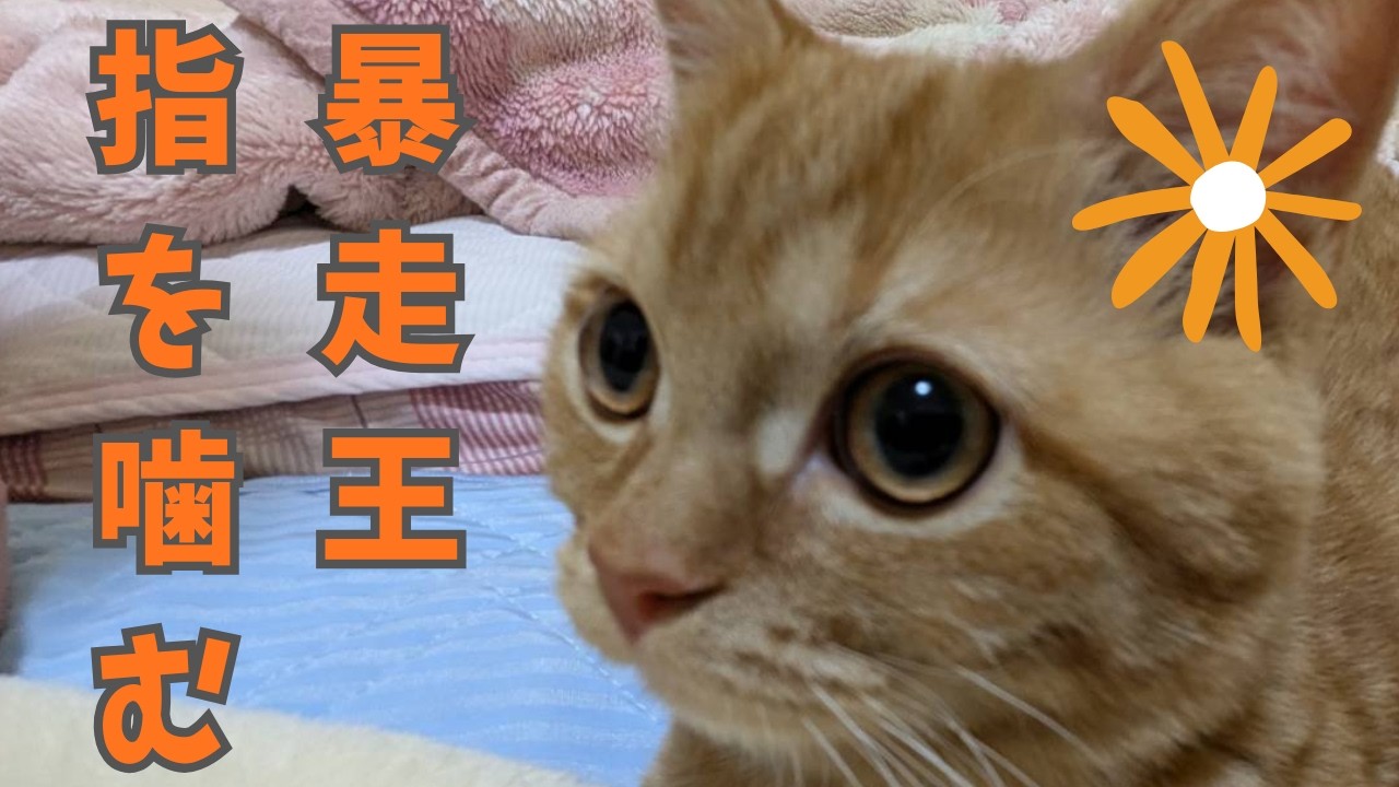 楽しく暴れている最中パパが指を噛まれる件