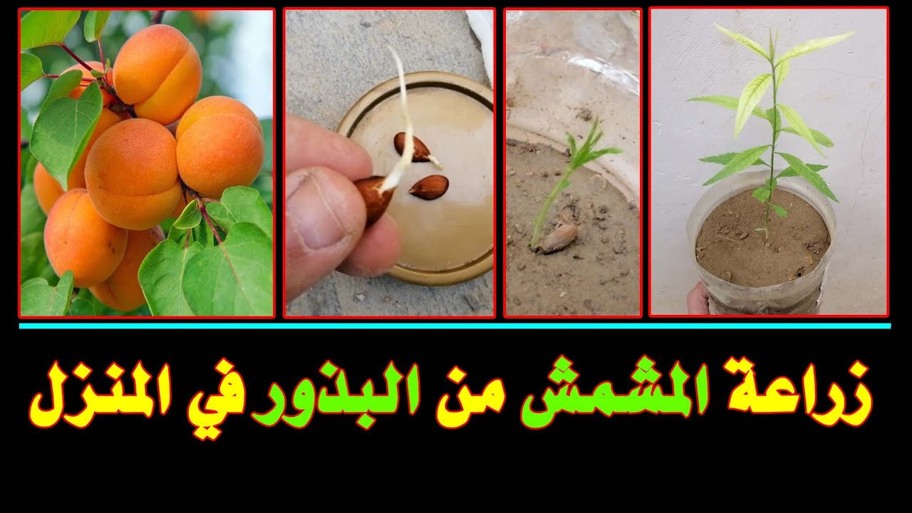 زراعة المشمش من البذور في المنزل في خطوات سهلة وبسيطة | Growing apricots from seeds at home