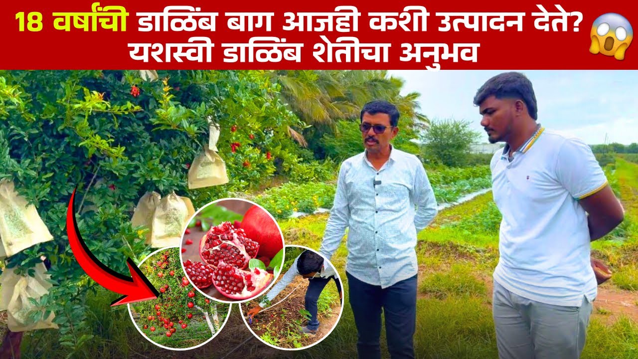 १८ वर्षांची जुनी डाळिंब बाग | व्यवस्थापन, खत, पाणी आणि यशाची संपूर्ण माहिती.#१८वर्षांचीबाग