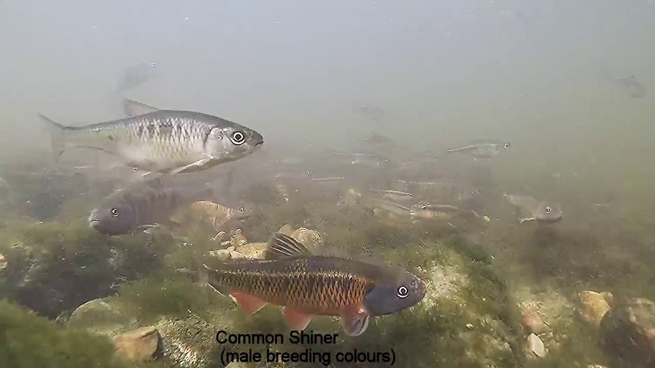 Spring Spawning in Cox Creek