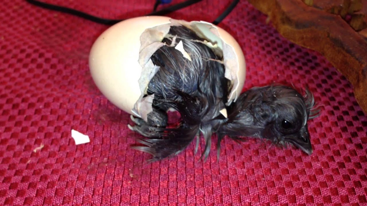 Bearded Silkie Assisted Hatch...