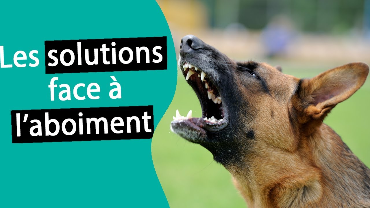 Comment stopper les aboiements de mon chien #1 | Dr. COZ