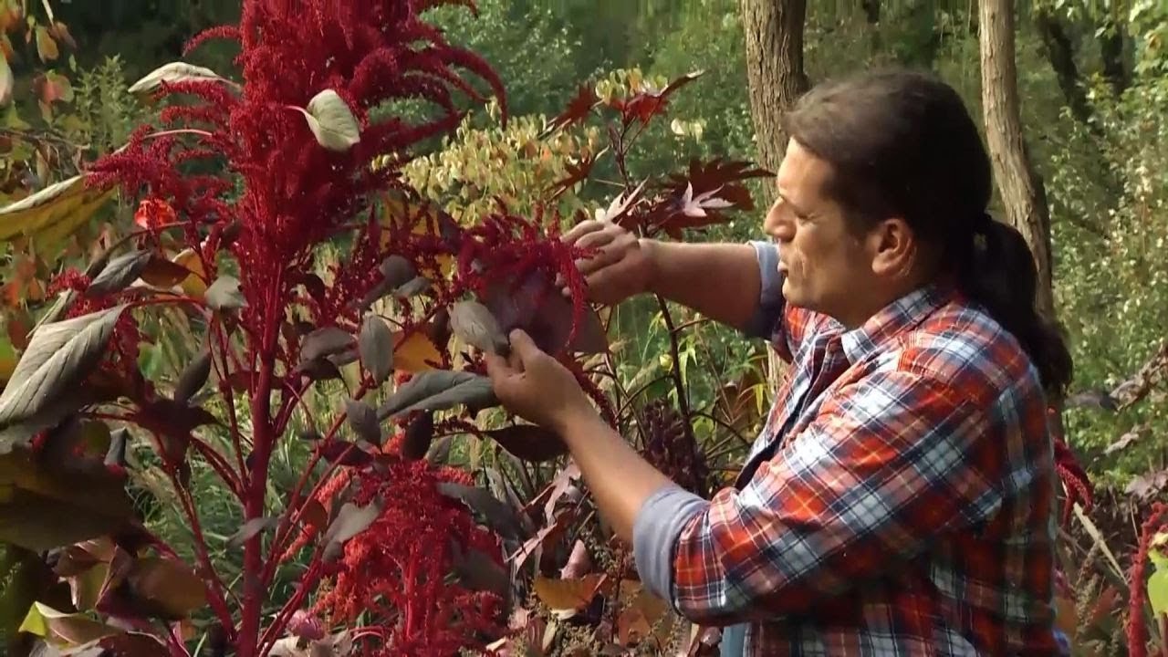 3 variedades de amaranto - Decogarden - Jardinatis
