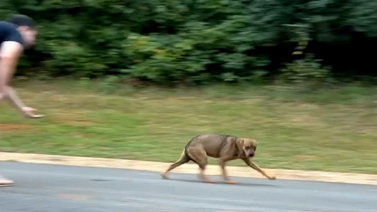 A Kind Man Changes a Street Dog’s Life Forever